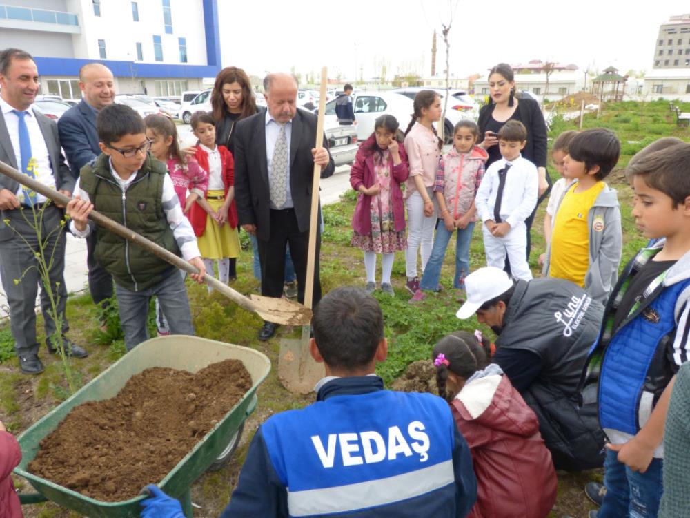Sapling planting and environment